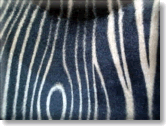 Faux Zebra Skin